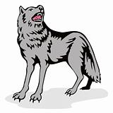 Grey wolf howling