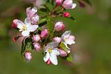 pinkish-white apple blossoms
