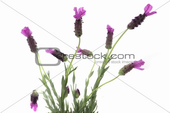 Desert Lavender