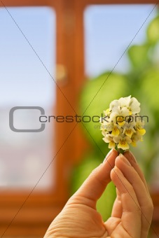 Spring wildflower bouquet in woman hand