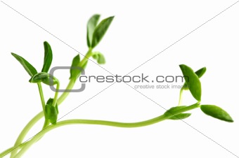 Green sprouts on white background
