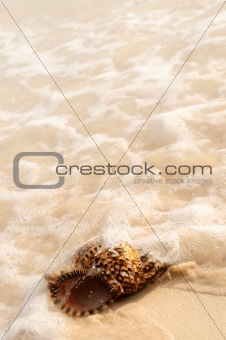 Seashell and ocean wave