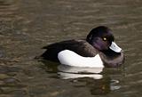 Tufted Duck 