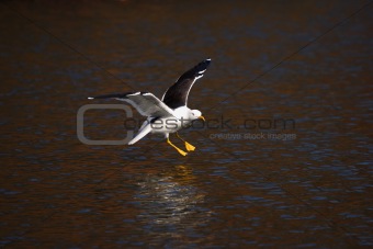 Lesser Black-Backed Gull 