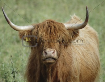 Highland Cow Face
