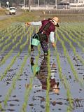 Old woman walking  in wet rice field in Japan