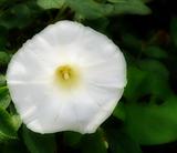 Pure White Bloom