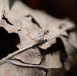 Fly on a Dead Leaf