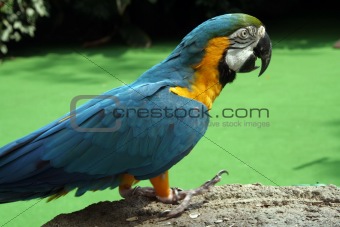 Blue parrot on rock