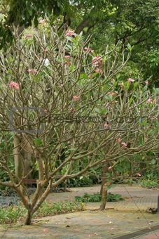 frangipani trees