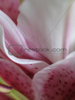 pink flower petals close-up