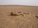 Horse skeleton in desert