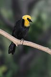 Yellow Hooded Blackbird sitting on a tree branch