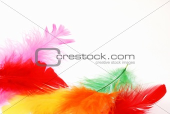 Happy feathers