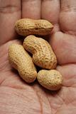 peanuts on a hand