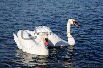 Graceful couple of white swans on a water of lake