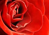 close up shot of red rose