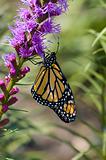 yellow monarch butterfly