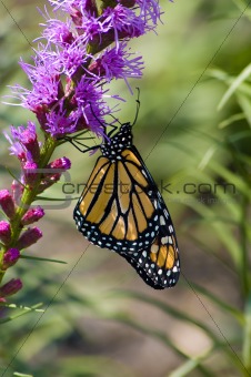 yellow monarch butterfly
