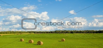 panoramic green field