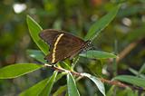 Common mormon butterfly
