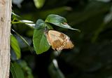 Flying handkerchief butterfly