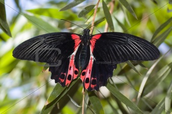 Rumanzovia swallowtail butterfly