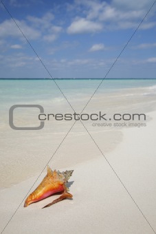 Life is a Beach (Conch)