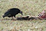 Black Vulture eating a deer carcass