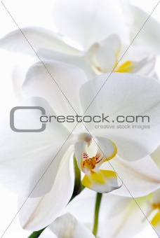 Orchid flowers.