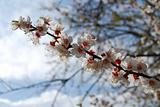 Apricot Blossoming Branch
