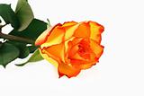 orange rose 