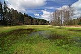 Swamp in the spring