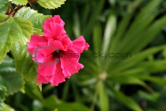 Red Tropical Flower
