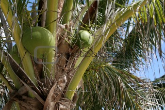 Green Coconuts
