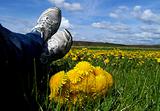 Relaxing with the Dandelions