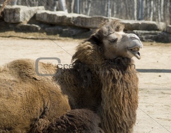 Ugly Camel