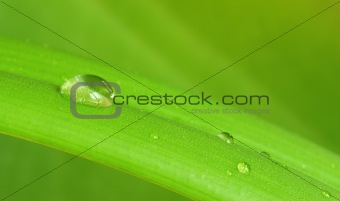 Drop on a leaf