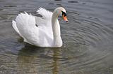 Swan Swimming and Searching for Food