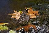 Leaves On Water 001