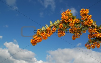 berries and sky