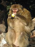 A Barbary Ape