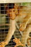 Sad Monkey Caged