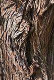 Gnarly Tree Bark Texture