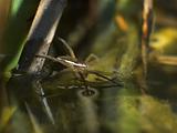Raft Spider (Dolomedes fimbriatus) on water surface