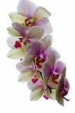 flower orhid