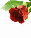 red wet rose over white background