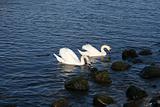 Graceful couple of white swans on a water of lake