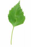 fresh green leaf on pure white