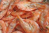 Prawns freshly steamed and cooked for shelling
